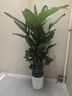 臨雅特級天堂鳥(niǎo)盆栽大型辦公室內客廳書(shū)房新房高級感大葉綠植物吸甲醛 【旗艦款】天堂鳥(niǎo)1.8-2米+大白圓筒盆 曬單實(shí)拍圖