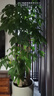亞招玉樹(shù)盆栽苗老樁大葉玉樹(shù)花植物多肉燕子掌室內客廳綠植花卉 玉樹(shù)五年苗 不含盆 曬單實(shí)拍圖