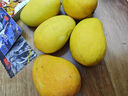顧果鮮海南小臺芒9斤新鮮應季當季熱帶時(shí)令水果小臺農芒果整箱甜心芒 9斤凈重8.5斤 【中果】 曬單實(shí)拍圖