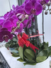 元族【2小時(shí)達】大蝴蝶蘭盆栽蘭花同城配送鮮花送父母長(cháng)輩禮物年宵花 【恭賀新禧】10株紫色蝴蝶蘭盆栽（花盆隨機） 曬單實(shí)拍圖