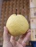沁煦【順豐包郵】正宗新疆天山雪梨新鮮水果當應季冰糖雪梨酥梨白皮梨 【嚴選中果】 順豐到家 5斤 曬單實(shí)拍圖