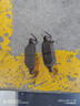 博世（BOSCH）剎車(chē)后片剎車(chē)皮適用于比亞迪漢/漢DM/秦PLUS EV 0986T11450 曬單實(shí)拍圖