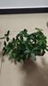 種花迷八方來(lái)財鴨腳木四季常青辦公室內陽(yáng)臺綠植盆栽花卉發(fā)財樹(shù)苗招財樹(shù) 八方來(lái)財一盆四顆【紅福陶瓷盆】 含盆 曬單實(shí)拍圖