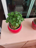 景郁春 JIRYUCUR銅錢(qián)草水培植物盆栽四季好養帶葉 銅錢(qián)草兩盆 源頭直發(fā) 曬單實(shí)拍圖