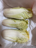 云南高原娃娃菜新鮮蔬菜生鮮乾隆白菜早餐火鍋必備產(chǎn)地直發(fā) 淺黃色 新鮮娃娃菜3顆裝*1包 曬單實(shí)拍圖
