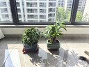 發(fā)財樹(shù)小盆栽大綠植辦公室內除甲醛花卉客廳好養旺宅植物桌面盆景 【A級大盆】三桿發(fā)財樹(shù)(財源滾滾 含盆 曬單實(shí)拍圖