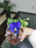 三色堇花苗角堇皺邊角堇耐寒庭院園地栽植物陽(yáng)臺盆栽耐寒帶花發(fā)貨 角堇紫色1盆 曬單實(shí)拍圖