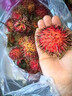 海南紅毛丹新鮮水果5斤毛荔枝毛丹果熱帶紅牡丹當季整箱順豐包郵 帶箱6斤裝 曬單實(shí)拍圖