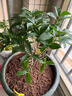 愛(ài)優(yōu)尚桂花樹(shù)苗四季桂盆栽可食用開(kāi)花香室內外陽(yáng)臺客廳羅馬盆源頭直發(fā) 曬單實(shí)拍圖