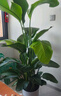 植男植女天堂鳥(niǎo)盆栽客廳室內好養大型落地綠植辦公室大葉鶴望蘭源頭直發(fā) 曬單實(shí)拍圖