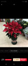 一品紅盆栽 國慶紅圣誕花萬(wàn)年紅向陽(yáng)紅植物花卉室內辦公室大廳綠植花卉 綠色加侖盆 帶盆栽好 曬單實(shí)拍圖