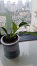 特價(jià)大葉金鉆綠公主盆栽植物除甲醛綠植辦公室四季常青室內擺放2 【1盆】金鉆+灰繁星吸水盆 含盆高度15-20厘米 曬單實(shí)拍圖