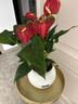植男植女紅掌桌面綠植四季開(kāi)花盆栽3朵年宵花室內好養護辦公桌面源頭直發(fā) 曬單實(shí)拍圖