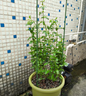 九千谷植物攀爬支架包鋼管花盆爬藤花架薔薇月季葡萄固定架子45CM4627 曬單實(shí)拍圖