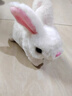 拉迪圖兒童玩具電動(dòng)兔子會(huì )動(dòng)會(huì )叫搖耳朵毛絨玩具仿真小兔子寵物玩具禮物 長(cháng)毛兔（白） 普通電池+螺絲刀【百分之25%人選擇】 曬單實(shí)拍圖