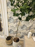 【不帶果】香水檸檬樹(shù)苗大型綠植盆栽客廳室內陽(yáng)臺四季開(kāi)花結果 1.6-1.8米+編織藍+托盤(pán) 曬單實(shí)拍圖