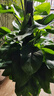 天堂鳥(niǎo)大型綠植盆栽客廳發(fā)財樹(shù)好養護懶人綠植好活室內凈化空氣 大葉綠蘿柱1.2-1.3米原盆 曬單實(shí)拍圖