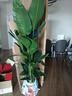 臨雅天堂鳥(niǎo)盆栽室內客廳高級感大型綠植辦公室植物1.4m聚福盆源頭直發(fā) 曬單實(shí)拍圖
