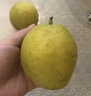京鮮生 新疆庫爾勒香梨 凈重10斤 特級 單果120g以上 生鮮水果 曬單實(shí)拍圖