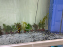 瘋狂水草（FKSC）真水草魚(yú)缸造景套餐凈化水質(zhì)懶人魚(yú)缸水草植物直接入缸蜈蚣草 新手造景D【適合60-80缸】 曬單實(shí)拍圖