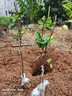 瑯闕貴妃黃皮果樹(shù)苗盆栽南北方種植庭院地栽當年結果80-100cm源頭直發(fā) 曬單實(shí)拍圖