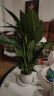 卉優(yōu)龜背葉吉利紅春羽白掌植物盆栽室內小綠植陽(yáng)臺耐陰超好養凈化空氣 精品白掌30-40cm【圓柱豎線(xiàn)陶瓷盆】 曬單實(shí)拍圖