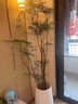 愛(ài)優(yōu)尚精品南天竹室內辦公室大型綠植盆栽客廳造景真樹(shù)四季常青源頭直發(fā) 曬單實(shí)拍圖