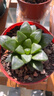 旭力多肉室內盆栽 姬壽4-6cm 裸根不帶土 曬單實(shí)拍圖