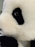 熊貓工廠(chǎng)官方5月齡萌蘭仿真熊貓基地可愛(ài)玩偶抱枕節日生日禮物毛絨玩具 5月齡萌蘭 長(cháng)35*寬35*高38 曬單實(shí)拍圖