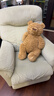 JELLYCAT專(zhuān)柜正品jellycat巴塞羅熊玩偶浴袍熊草莓熊南瓜熊毛絨玩具代購 巴塞羅熊-56cm（贈送防塵袋） 曬單實(shí)拍圖