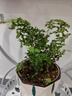 鐵線(xiàn)蕨盆栽鐵絲草多年生常綠草本觀(guān)葉綠植帶土綠植花卉耐陰水培 鐵線(xiàn)蕨1盆+原盆原土+肥料 曬單實(shí)拍圖