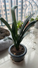大盆君子蘭盆栽名貴國寶級花卉苗綠植物圓頭和尚室內客廳四季好養 【掌柜推薦】8-11片葉子+帶土 送肥料 曬單實(shí)拍圖