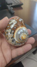南非嶸螺 天然海螺貝殼魚(yú)缸造景裝飾海洋科普標本寄居蟹替換殼 6.5-7厘米 口徑3.5厘米左右 曬單實(shí)拍圖