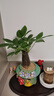 【帶盆高度約15-25cm】發(fā)財樹(shù)盆栽室內植物客廳辦公室吸甲醛好養 單桿發(fā)財樹(shù)+塑料四方舍得盆+小方底座 花盆直徑約8cm 曬單實(shí)拍圖