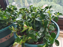 四季常青金魚(yú)花吊蘭盆栽室內綠植花卉多肉植物發(fā)財樹(shù)好養易活客廳 金魚(yú)吊蘭【整盆20-30顆】原盆土 曬單實(shí)拍圖