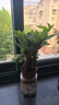 佰花錦發(fā)財樹(shù)桌面盆栽辦公室創(chuàng  )意植物懶人四季好養室內招財樹(shù)盆景綠植 三桿發(fā)財樹(shù)基地原盆X1 整體高度20-30cm 曬單實(shí)拍圖