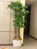 嘆為觀(guān)止大型植物發(fā)財樹(shù)各種大顆盆栽開(kāi)業(yè)喬遷客廳辦公室內好養大型花卉 三桿發(fā)財樹(shù)【1.6-1.8米】 含盆 曬單實(shí)拍圖