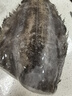 尚致鰈魚(yú)身碟魚(yú)格陵蘭比目魚(yú)深海魚(yú)中段鴉片魚(yú)整條鰈魚(yú)頭海鮮禮盒 【5條獨立裝】鰈魚(yú)身 4000g 曬單實(shí)拍圖