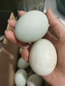 鴨蛋新鮮生鴨蛋土鴨蛋農家散養綠殼青皮鴨蛋整箱批發(fā) 10枚 60g-70g 曬單實(shí)拍圖