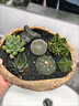 IXJSN夏洛特花園 仙人掌盆栽 辦公室桌面多肉植物 室內創(chuàng  )意綠植花卉 沙漠便當：龍欒兜肋+石像+鋪面黑石 曬單實(shí)拍圖