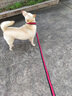 颯望德國狗狗牽引繩防丟伸縮中大型犬金毛狗繩子防咬斷拉布拉多狗鏈子 紅黑  一套加長(cháng)款1.5m【八股編織I防斷耐用】 XL（建議體重100斤以?xún)龋?曬單實(shí)拍圖