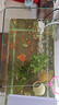 晶明水族客廳居家中小型魚(yú)缸透明熱彎超清玻璃一體金魚(yú)缸帶氧氣燈光造景 簡(jiǎn)易套餐長(cháng)50*寬26*高30cm 一件也發(fā)貨 曬單實(shí)拍圖