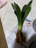 大盆君子蘭盆栽名貴國寶級花卉苗綠植物圓頭和尚室內客廳四季好養 【掌柜推薦】8-11片葉子+帶土 送肥料 曬單實(shí)拍圖