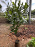菠蘿蜜樹(shù)苗樹(shù)苗四季肉干包盆栽地栽帶土帶葉泰國8號紅肉南方種植 泰國12號菠蘿蜜 四年苗 曬單實(shí)拍圖
