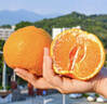 桃李村四川春見(jiàn)耙耙柑爆漿大果粑粑柑時(shí)令水果新鮮柑橘子當季整箱 精選大果10斤分享裝 曬單實(shí)拍圖
