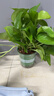 雙盟綠蘿盆栽除甲醛花卉綠植辦公室新房?jì)艋諝?120款10盆源頭直發(fā) 曬單實(shí)拍圖