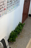 雙盟 綠蘿盆栽除甲醛花卉綠植辦公室新房?jì)艋諝?10款10盆裝源頭直發(fā) 曬單實(shí)拍圖