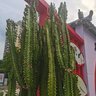 百雀羚（PECHOIN）面膜 小森羚沁瑩保濕煥顏面膜貼 深度補水滋潤細致毛孔護膚品官方 小森羚保濕面膜 30片 曬單實(shí)拍圖