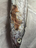 【順豐包郵】帶魚(yú)新鮮整條帶魚(yú)無(wú)冰凈重野生黑眼帶魚(yú)批發(fā)整箱刀魚(yú) 5斤帶魚(yú)【每斤1-2條】 曬單實(shí)拍圖