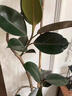 臨雅雙飄枝黑金剛橡皮樹(shù)室內客廳大型綠植四季好養1.6m圓球盆源頭直發(fā) 曬單實(shí)拍圖